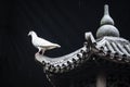 White pigeon on ancient tower